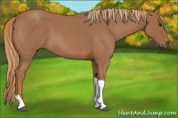 Horse Color:Red Roan Tobiano