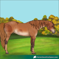 Horse Color:Chocolate Bay  and Chestnut 