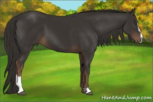 Horse Color:Liver Chestnut Sabino 