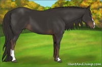 Horse Color:Liver Chestnut Sabino 