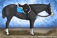 Horse Color:Black Splash