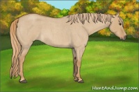 Horse Color:Red Dun Roan 