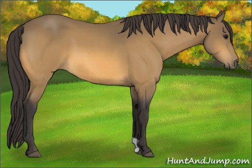 Horse Color:Buckskin 