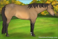 Horse Color:Buckskin 