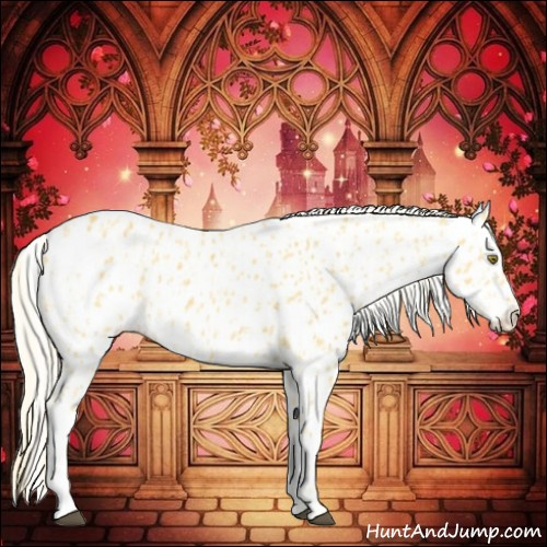 Horse Color:Palomino Appaloosa and Gold Cream Champagne Appaloosa