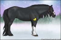 Horse Color:Black 