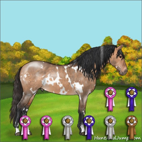 Horse Color:White Spotted Bay Dun Sabino 