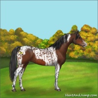 Horse Color:Bay Appaloosa  and Bay Tobiano Appaloosa 