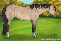 Horse Color:Bay Dun  and Bay Dun 