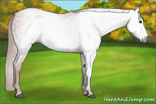 Horse Color:Gray Chestnut 