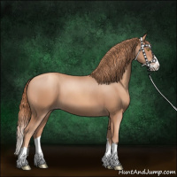 Horse Color:Gold Champagne Splash