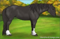 Horse Color:Smoky Black  and Smoky Black 