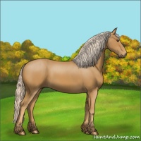 Horse Color:Palomino