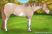 Horse Color:Red Roan Pearl Tobiano Frame