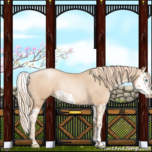 Horse Color:Gold Champagne Pearl Rabicano and Gold Champagne Pearl Splash Rabicano