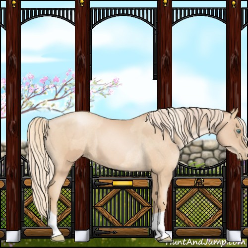 Horse Color:Gold Champagne Pearl Rabicano  and Gold Champagne Pearl Rabicano 