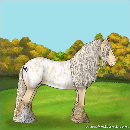Horse Color:Palomino Appaloosa 