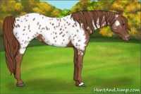 Horse Color:Chestnut Appaloosa 