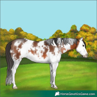 Horse Color:White Spotted Brown Sabino Splash