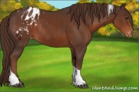 Horse Color:Liver Chestnut Tobiano Varnish Rabicano 