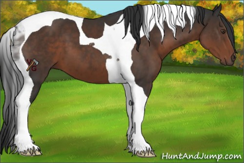 Horse Color:Liver Chestnut Tobiano 
