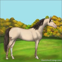Horse Color:Amber Champagne Roan Dun Rabicano