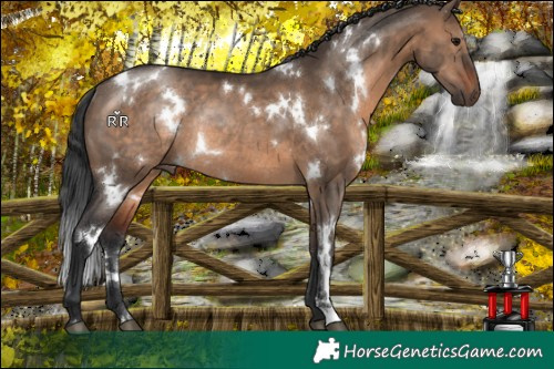 Horse Color:White Spotted Brown Dun Rabicano 