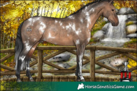 Horse Color:White Spotted Brown Dun Rabicano