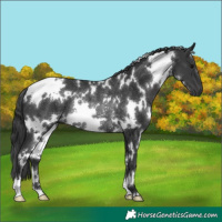 Horse Color:White Spotted Black Rabicano 