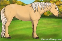 Horse Color:Palomino 