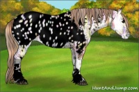 Horse Color:Void Plaid  Red Onyx Ice Sabino Tobiano Appaloosa 