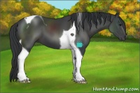Horse Color:Black Sabino Tobiano 