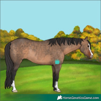 Horse Color:Brown Dun Sabino Rabicano 