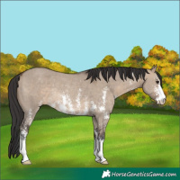 Horse Color:Brown Dun Sabino Rabicano