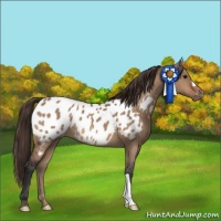 Horse Color:Bay Dun Appaloosa 