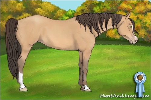 Horse Color:Amber Champagne Sabino