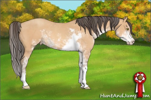 Horse Color:Amber Champagne Sabino 