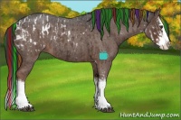 Horse Color:Painted Liver Chestnut Sabino Splash Appaloosa  and Painted Liver Red Roan Sabino Splash 