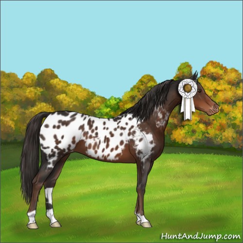 Horse Color:Liver Chestnut Appaloosa 