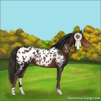 Horse Color:Liver Chestnut Appaloosa 