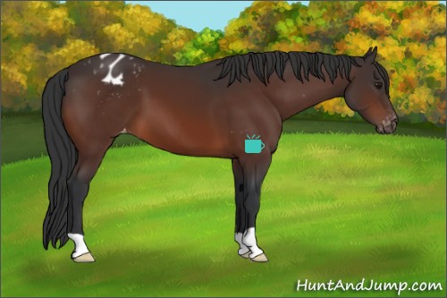 Horse Color:Brown Appaloosa 