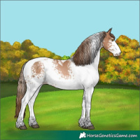 Horse Color:White Spotted Liver Chestnut Pearl Tobiano 