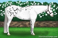 Horse Color:White Spotted Black Frame Appaloosa