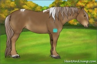 Horse Color:Chocolate Palomino Tobiano 