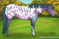 Horse Color:Watercolor Bay Appaloosa Rabicano 