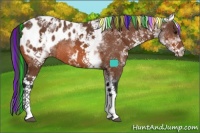 Horse Color:Painted White Spotted Bay Appaloosa Rabicano 