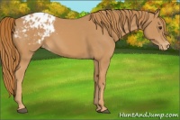 Horse Color:Chestnut Appaloosa 