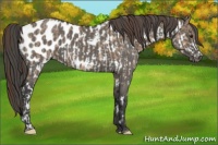Horse Color:Bay Dun Appaloosa Rabicano  and Grullo Appaloosa 
