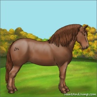 Horse Color:Chestnut Rabicano 