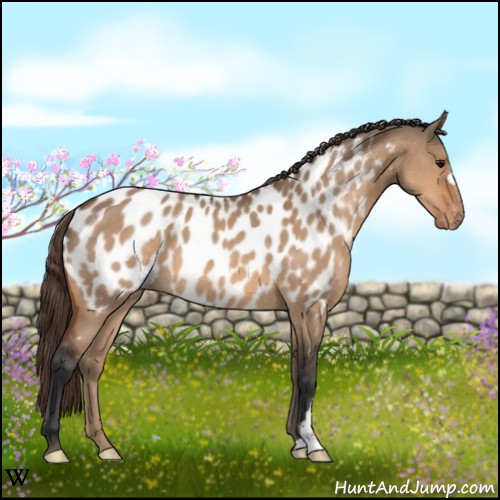 Horse Color:Bay Dun Appaloosa 